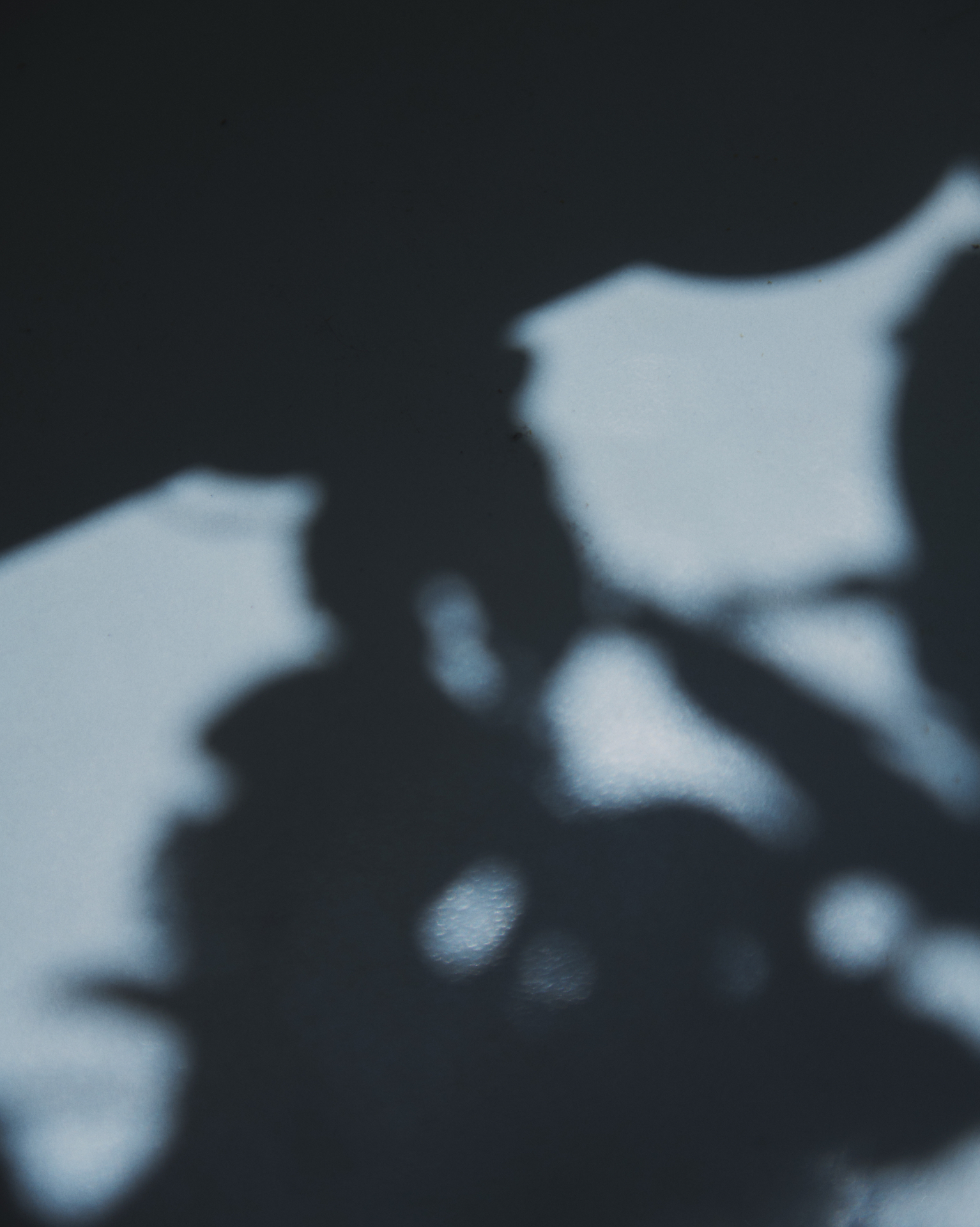 Botanical shadow softly cast on a quiet surface
