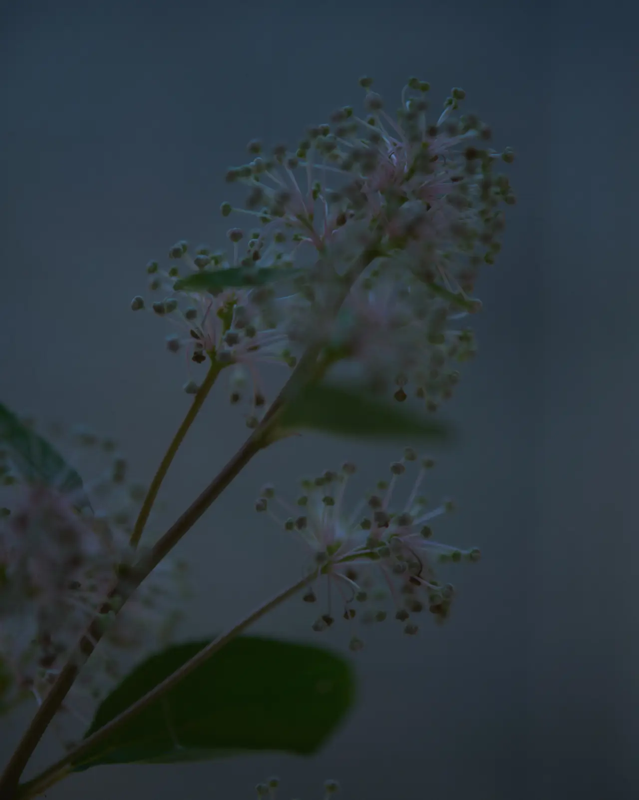 Botanical detail — quiet stillness representing community wellbeing