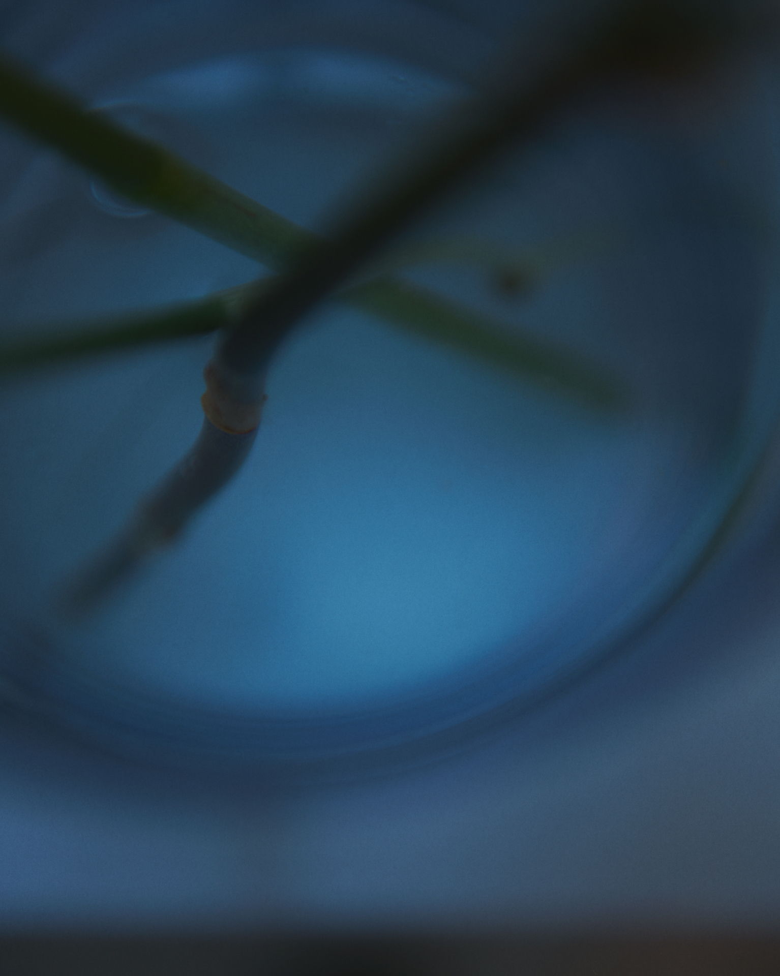 Abstract botanical stem in a blue-toned blur