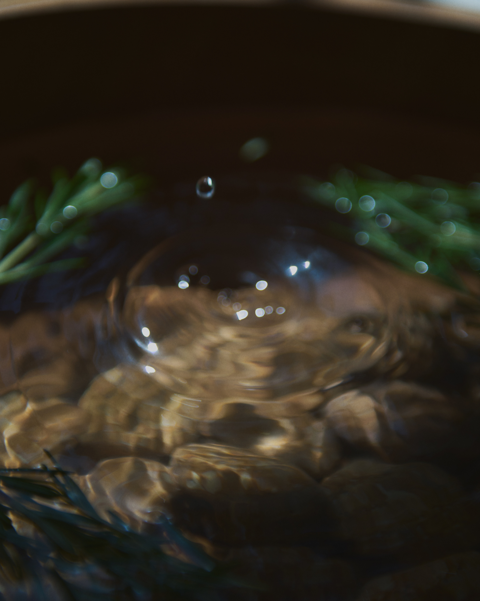Water ripple and rosemary in warm reflected light
